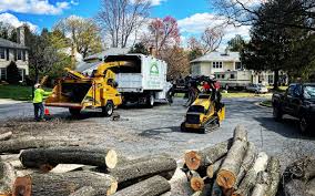 Trusted Pine Island, MN Tree Care  Experts